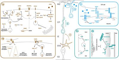 Molecular Mechanisms of Cadherin Function During Cortical Migration